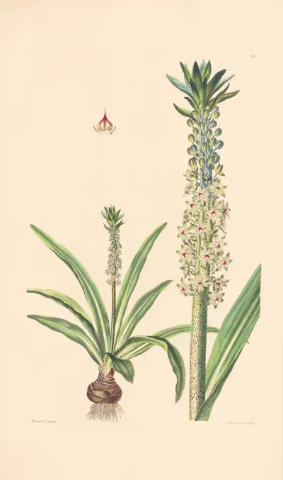 Eucomis punctata von Leopold Trattinnick