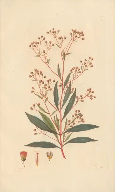 Eupatorium Ayapana von Leopold Trattinnick