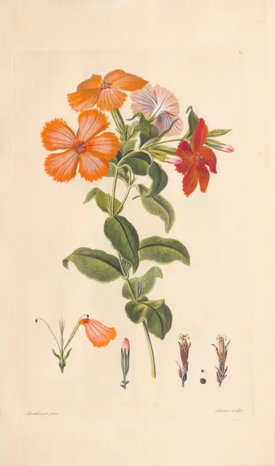Hedona sinensis von Leopold Trattinnick