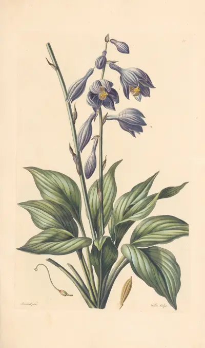 Hosta coerulea von Leopold Trattinnick