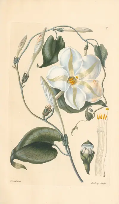 Ipomea grandiflora von Leopold Trattinnick