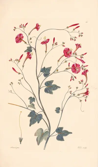 Ipomea hederaefolia von Leopold Trattinnick