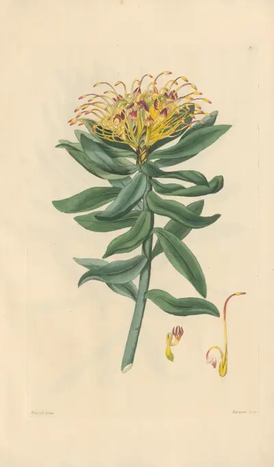 Leucospermum medium von Leopold Trattinnick
