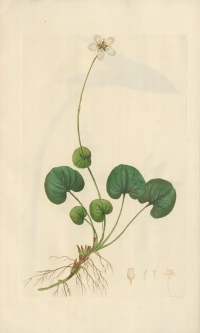 Parnassia asarifolia von Leopold Trattinnick