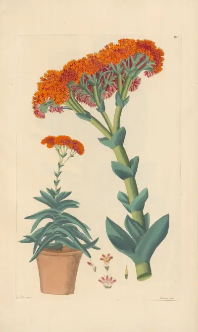 Rochea falcata von Leopold Trattinnick