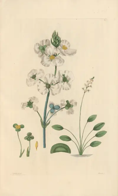 Sagittaria lancifolia von Leopold Trattinnick