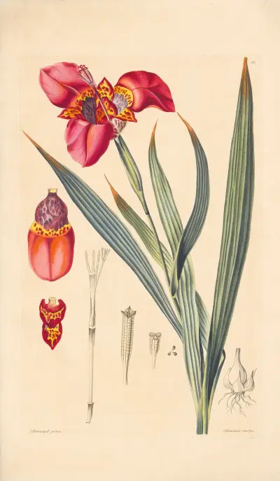 Tigridia pavonia von Leopold Trattinnick
