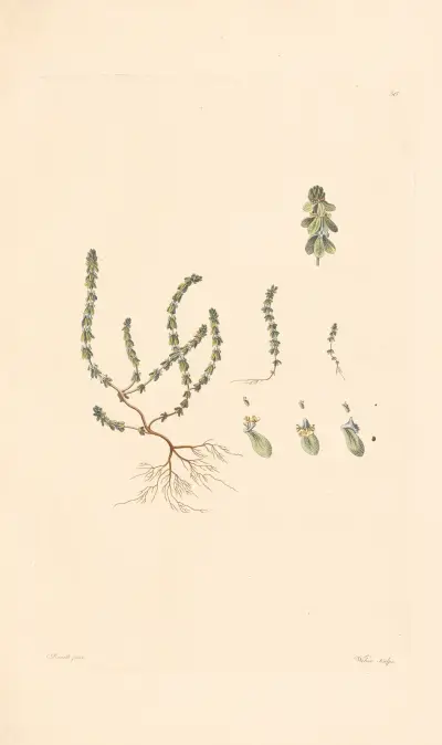 Vailantia muralis von Leopold Trattinnick