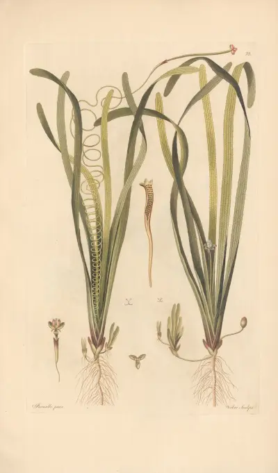 Valisneria spiralis von Leopold Trattinnick
