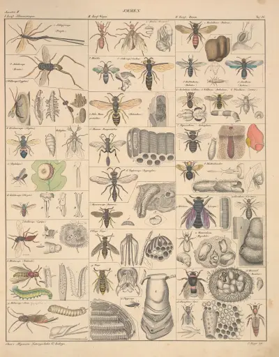 Abbildungen zu Oken’s Allgemeiner Naturgeschichte für alle Stände Pl.082 av Lorenz Oken
