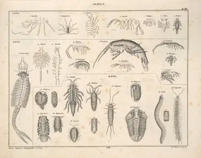 Abbildungen zu Oken’s Allgemeiner Naturgeschichte für alle Stände Pl.078 av Lorenz Oken