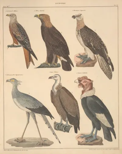 Abbildungen zu Oken’s Allgemeiner Naturgeschichte für alle Stände Pl.121 av Lorenz Oken
