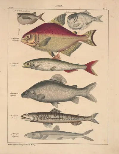 Abbildungen zu Oken’s Allgemeiner Naturgeschichte für alle Stände Pl.100 av Lorenz Oken