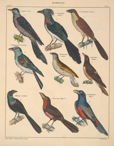 Abbildungen zu Oken’s Allgemeiner Naturgeschichte für alle Stände Pl.124 av Lorenz Oken