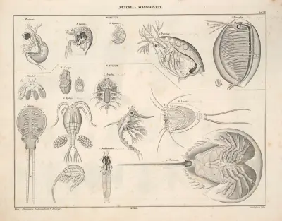 Abbildungen zu Oken’s Allgemeiner Naturgeschichte für alle Stände Pl.079 av Lorenz Oken