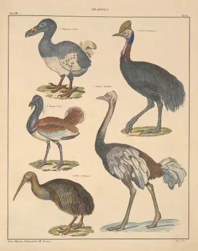 Abbildungen zu Oken’s Allgemeiner Naturgeschichte für alle Stände Pl.132 av Lorenz Oken