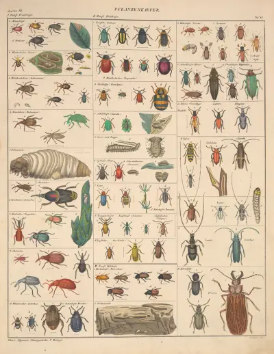 Abbildungen zu Oken’s Allgemeiner Naturgeschichte für alle Stände Pl.087 av Lorenz Oken