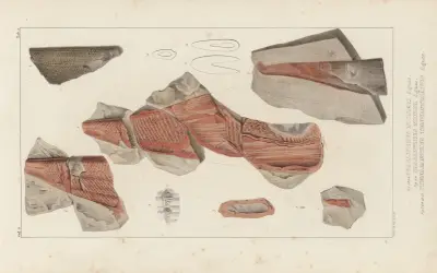 Recherches sur les poissons fossiles Pl.276 av Louis Agassiz
