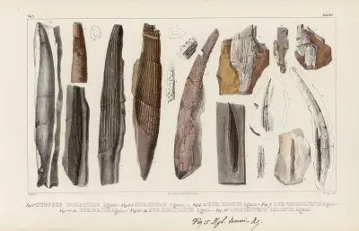 Recherches sur les poissons fossiles Pl.283 av Louis Agassiz