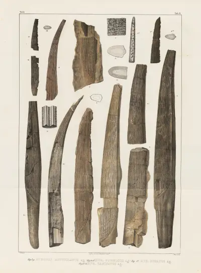 Recherches sur les poissons fossiles Pl.284 av Louis Agassiz