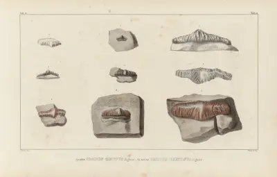 Recherches sur les poissons fossiles Pl.288 av Louis Agassiz