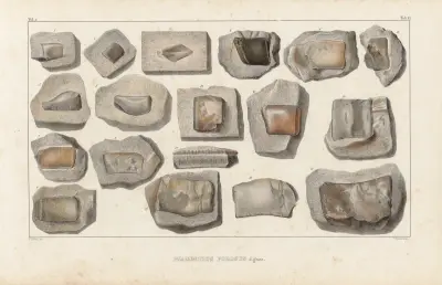 Recherches sur les poissons fossiles Pl.290 av Louis Agassiz