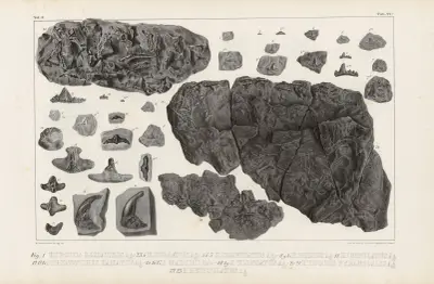 Recherches sur les poissons fossiles Pl.300 av Louis Agassiz