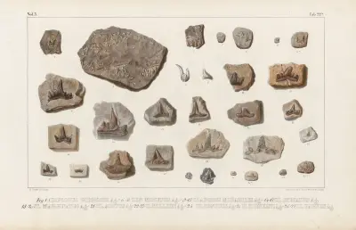 Recherches sur les poissons fossiles Pl.301 av Louis Agassiz