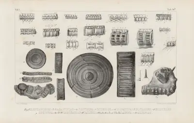 Recherches sur les poissons fossiles Pl.326 av Louis Agassiz