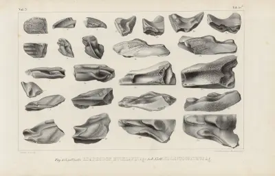Recherches sur les poissons fossiles Pl.328 av Louis Agassiz