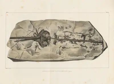 Recherches sur les poissons fossiles Pl.330 av Louis Agassiz