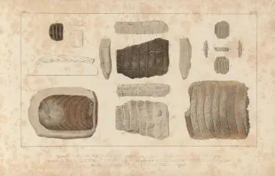 Recherches sur les poissons fossiles Pl.334 av Louis Agassiz