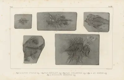 Recherches sur les poissons fossiles Pl.368 av Louis Agassiz