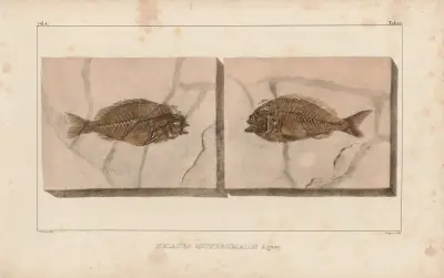 Recherches sur les poissons fossiles Pl.373 av Louis Agassiz