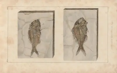 Recherches sur les poissons fossiles Pl.374 av Louis Agassiz