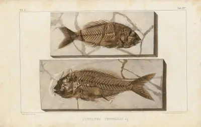 Recherches sur les poissons fossiles Pl.375 av Louis Agassiz