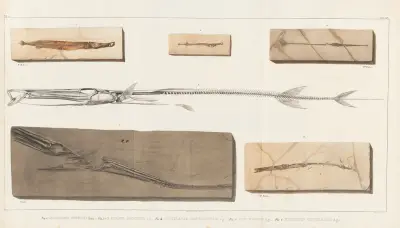 Recherches sur les poissons fossiles Pl.385 av Louis Agassiz