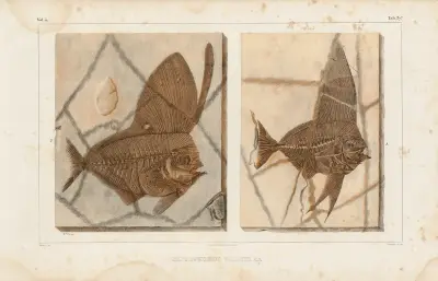 Recherches sur les poissons fossiles Pl.388 av Louis Agassiz