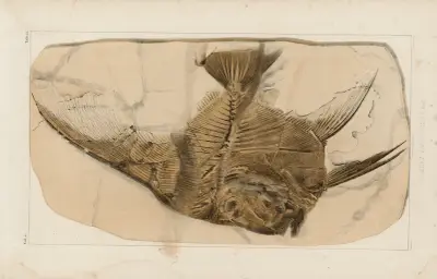 Recherches sur les poissons fossiles Pl.392 av Louis Agassiz