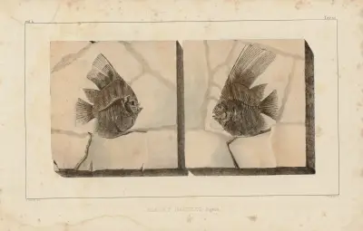 Recherches sur les poissons fossiles Pl.394 av Louis Agassiz