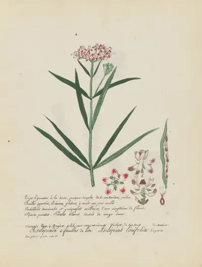 Asclepias linifolia von Jean Baptiste Louis Letellier