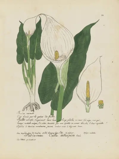Calla aethiopica, Jean Baptiste Louis Letellier