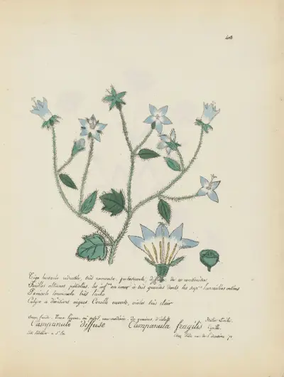 Campanula fragilis, Jean Baptiste Louis Letellier