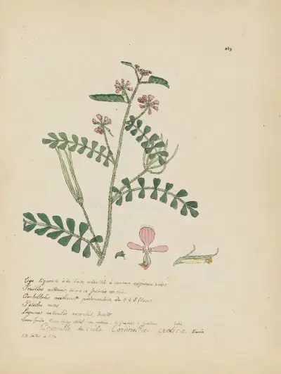 Coronilla cretica von Jean Baptiste Louis Letellier