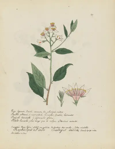 Crataegus indica, Jean Baptiste Louis Letellier