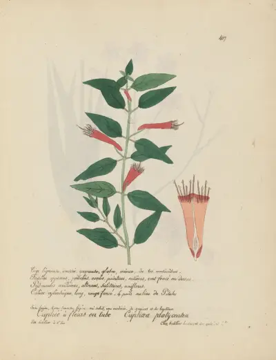 Cuphaea platycentra, Jean Baptiste Louis Letellier