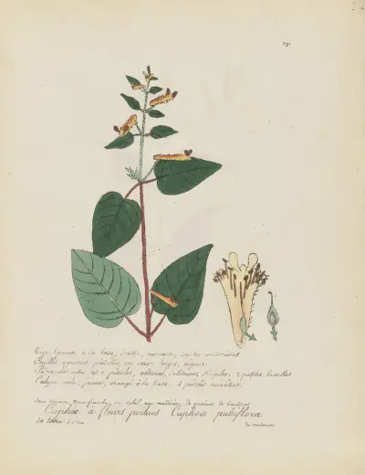 Cuphea pubiflora, Jean Baptiste Louis Letellier