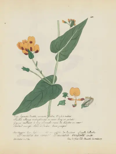 Daviesia cordata, Jean Baptiste Louis Letellier