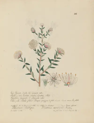 Diosma ambigua, Jean Baptiste Louis Letellier
