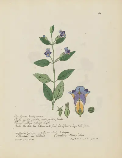 Torenia edetnula, Jean Baptiste Louis Letellier